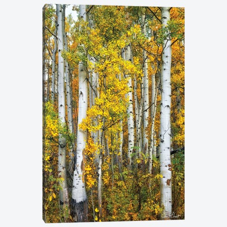Yellow Woods V Canvas Print #DDR83} by David Drost Canvas Artwork