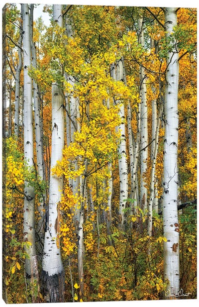 Yellow Woods V Canvas Art Print - David Drost
