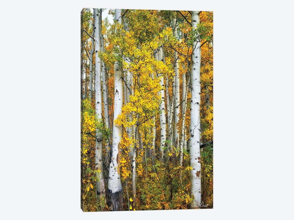 Yellow Woods V 1-piece Canvas Art