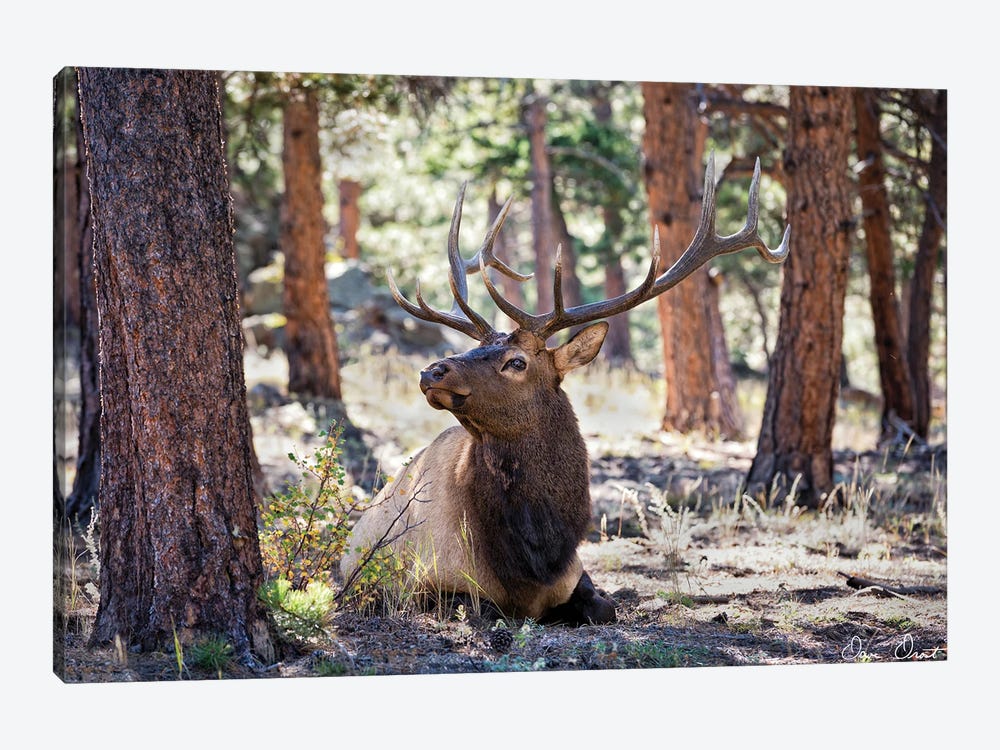 Elk Study I 1-piece Canvas Art Print