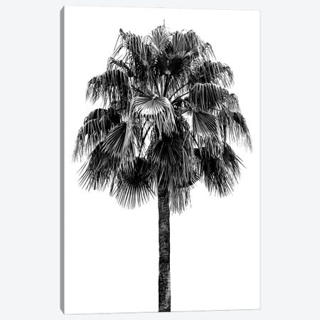 Palm Tree IV Canvas Print #DED14} by Devon Davis Art Print