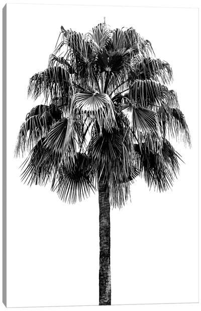 Palm Tree IV Canvas Art Print