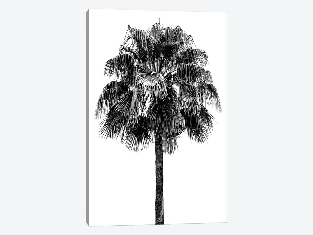Palm Tree IV 1-piece Art Print