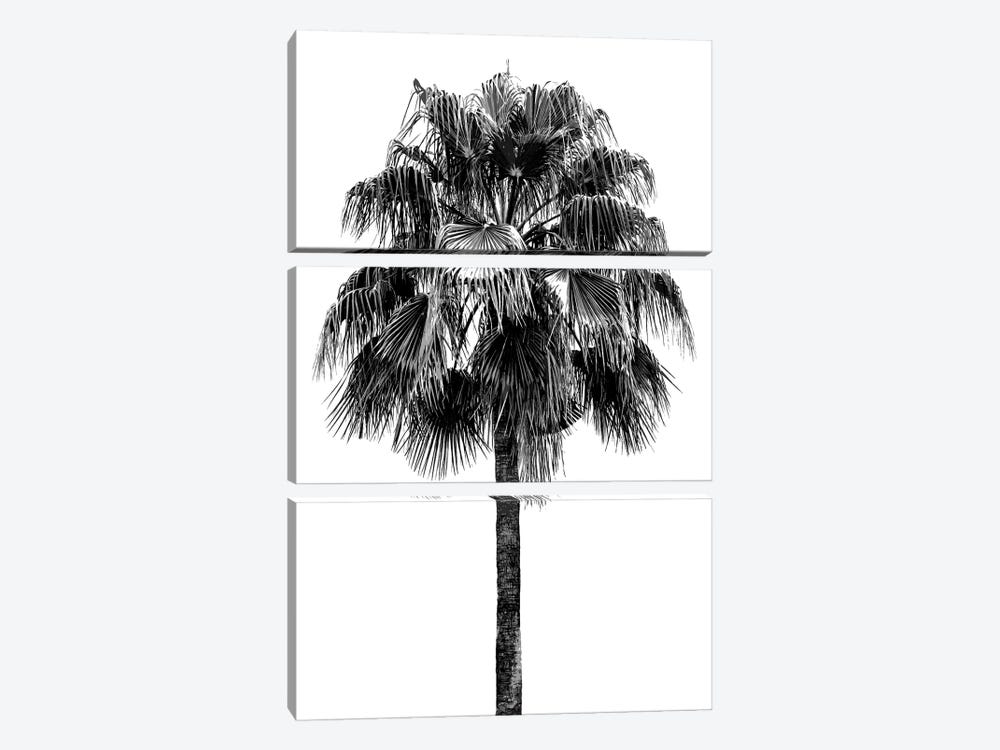 Palm Tree IV by Devon Davis 3-piece Canvas Art Print