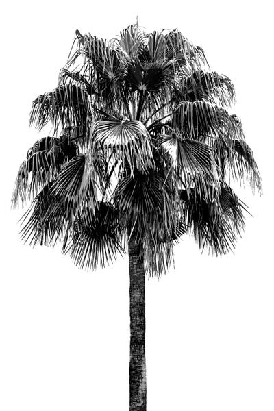 Black & White Florals: Palm Tree IV by Devon Davis