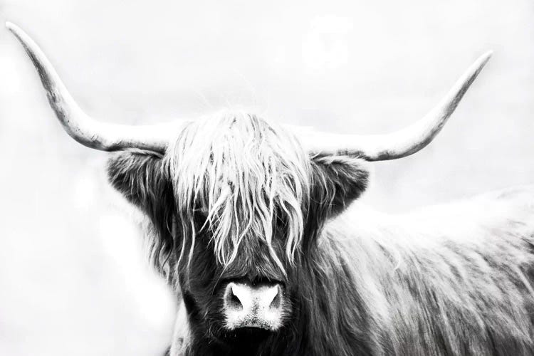 Highland Longhorn