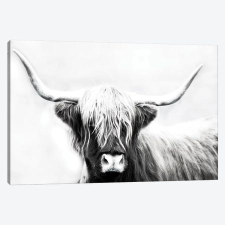 Highland Longhorn Canvas Print #DEL100} by Danita Delimont Canvas Wall Art