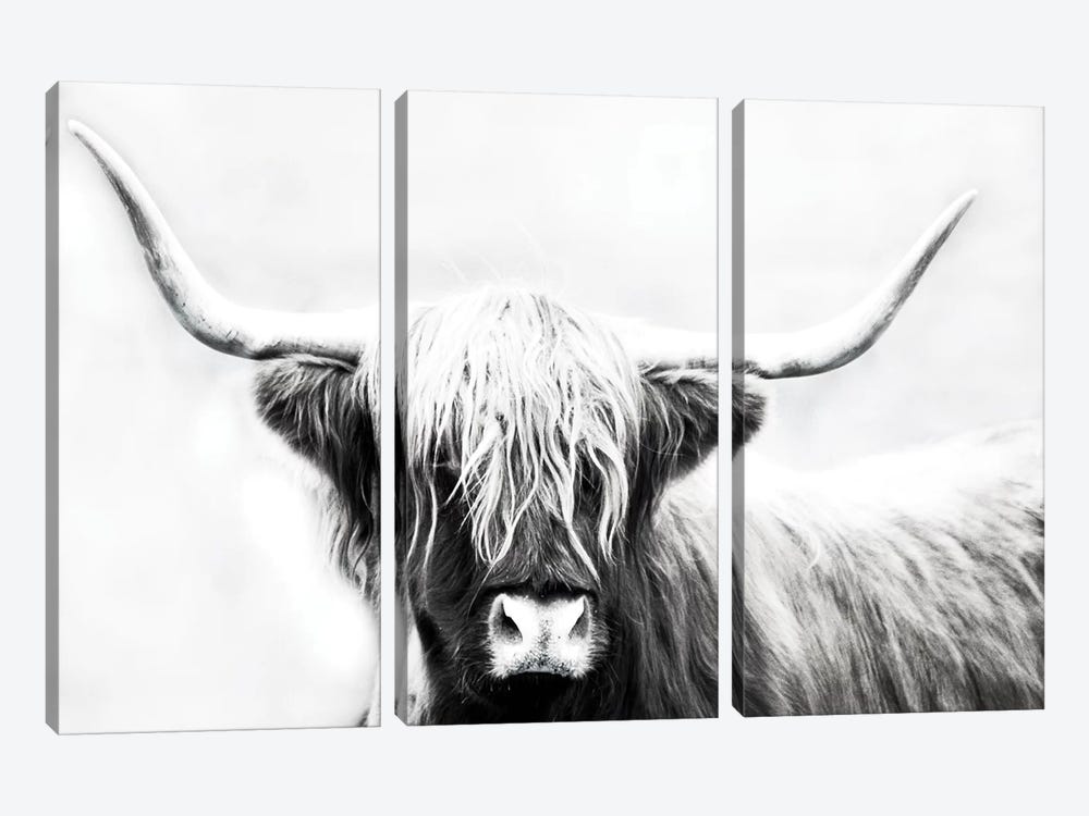 Highland Longhorn by Danita Delimont 3-piece Canvas Print