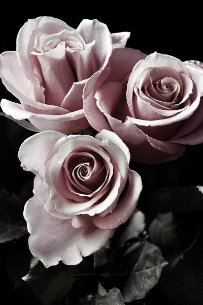 Macro Photography: Rose Noir I by Danita Delimont