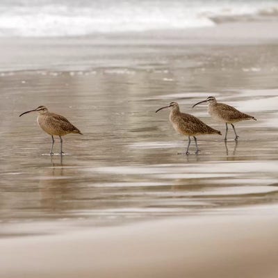 Shore Birds I by Danita Delimont art print