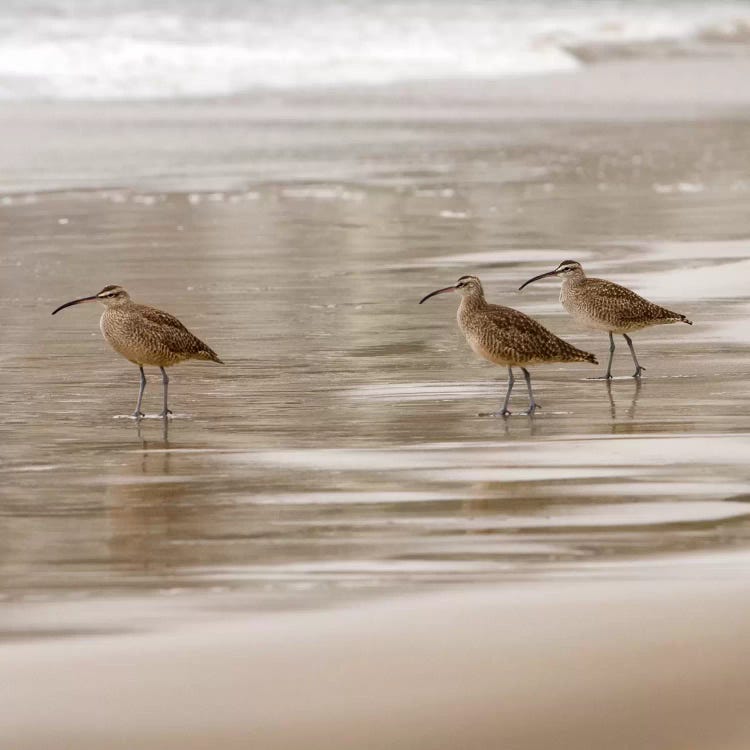 Shore Birds I by Danita Delimont wall art