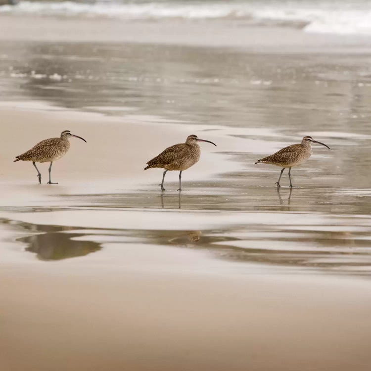 Shore Birds II