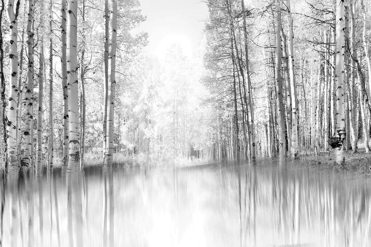 Aspen Reflection