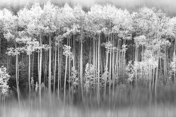 Aspen Trees: Dreamy Aspen by Danita Delimont