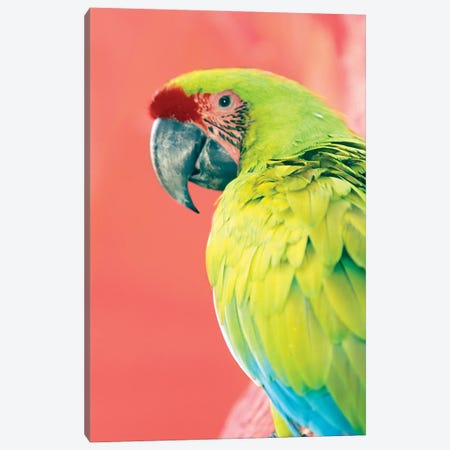 Green Macaw Canvas Print #DEL127} by Danita Delimont Art Print