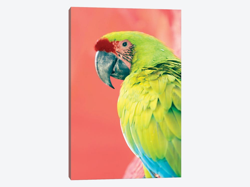 Green Macaw by Danita Delimont 1-piece Canvas Wall Art