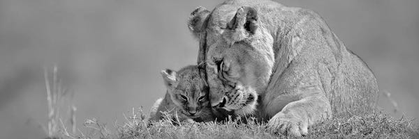 Lions: Lioness Love by Danita Delimont