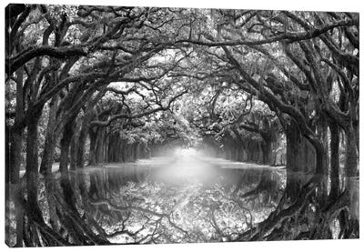 Oak Alley Reflection Canvas Art Print - Scenic & Nature Photography