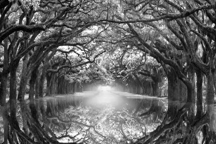 Oak Alley Reflection