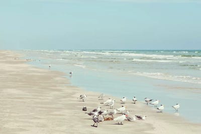 Padre Island Shore Birds by Danita Delimont framed canvas print