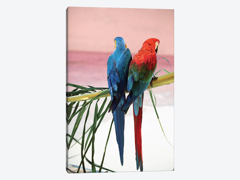 Palm Parrots by Danita Delimont 1-piece Canvas Artwork
