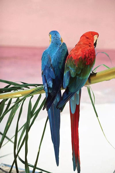 Parrots: Palm Parrots by Danita Delimont