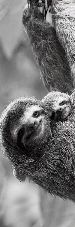 Sloth Swing by Danita Delimont wall art