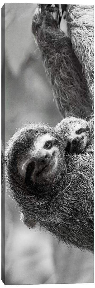 Sloth Swing Canvas Art Print - Sloth Art