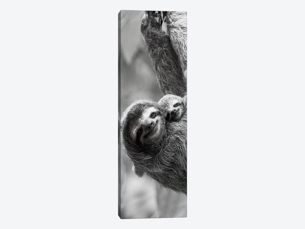 Sloth Swing 1-piece Canvas Art Print