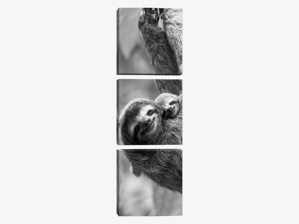 Sloth Swing by Danita Delimont 3-piece Art Print