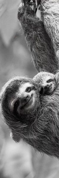 Sloths: Sloth Swing by Danita Delimont