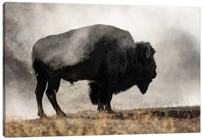 Geyser Basin Canvas Art Print - Bison & Buffalo Art