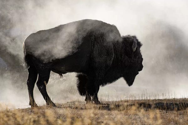 Bison & Buffaloes: Geyser Basin by Danita Delimont