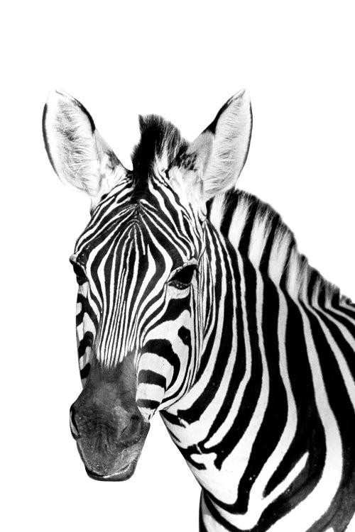 Safari Zebra