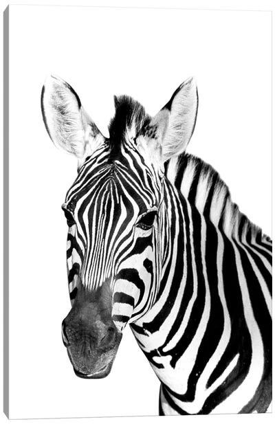 Safari Zebra Canvas Art Print - Zebra Art