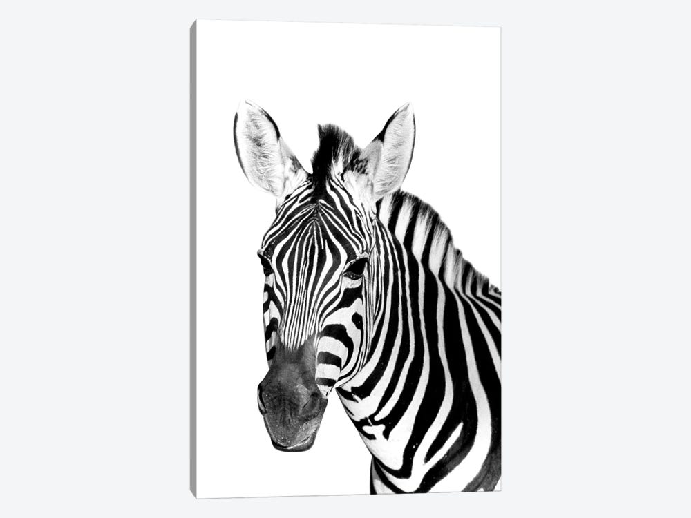 Safari Zebra by Danita Delimont 1-piece Canvas Artwork