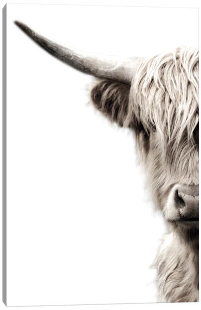 Highland Cattle Canvas Art Print - Farm Animal Art