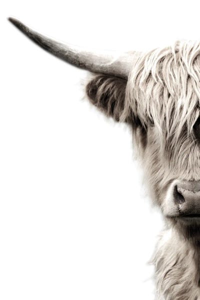 Farm Animals: Highland Cattle by Danita Delimont