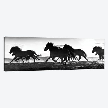 Icelandic Horses at Sunset Canvas Print #DEL204} by Danita Delimont Canvas Wall Art
