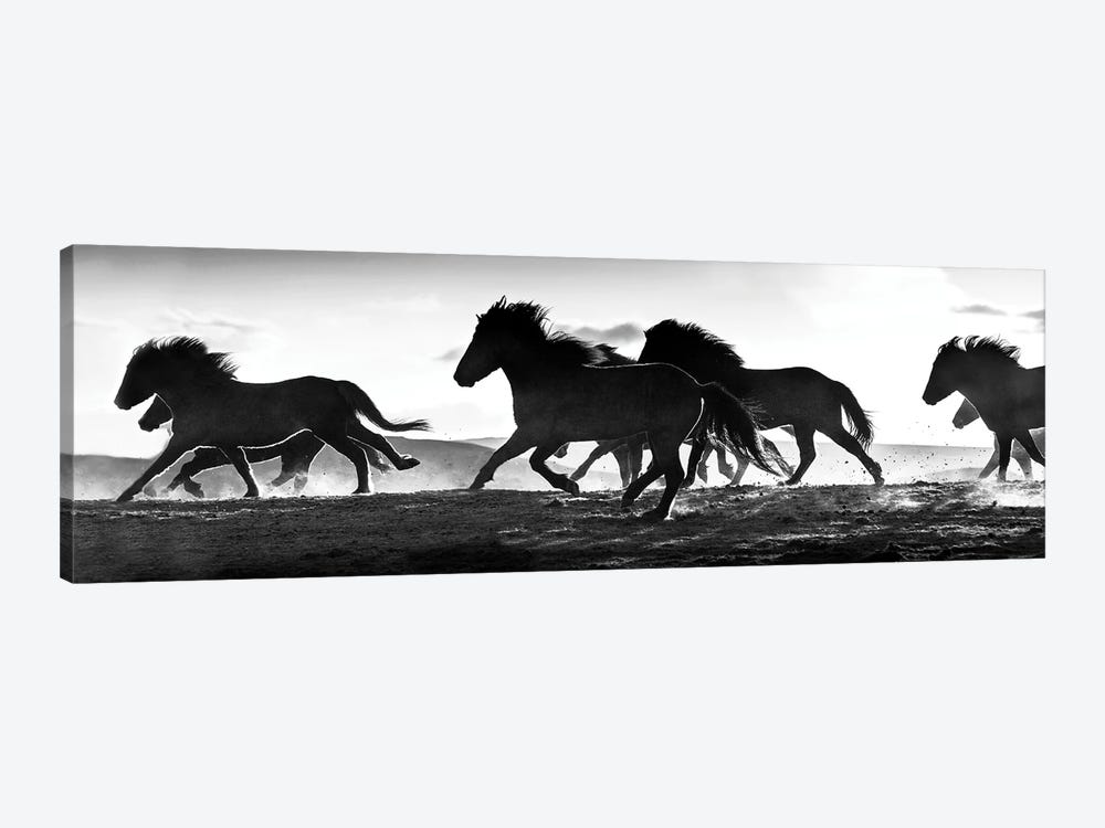 Icelandic Horses at Sunset by Danita Delimont 1-piece Canvas Print