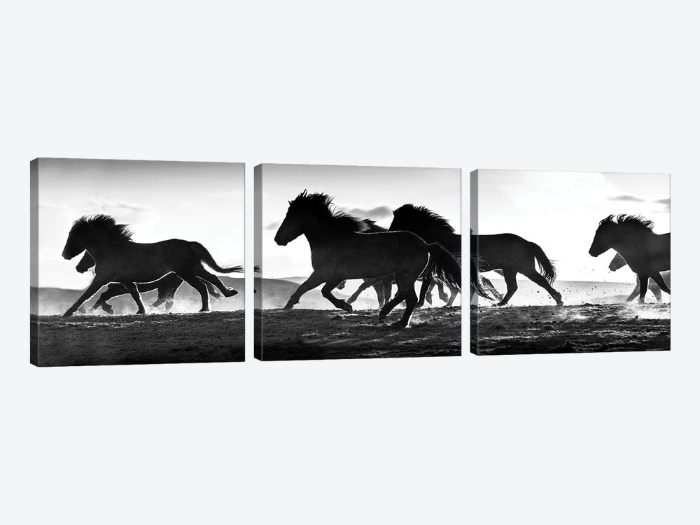 Icelandic Horses at Sunset by Danita Delimont 3-piece Canvas Print