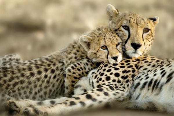 Kenya: Kenya Cub by Danita Delimont