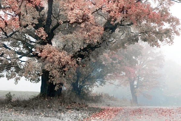 Mist & Fog: Magical Middle Earth by Danita Delimont