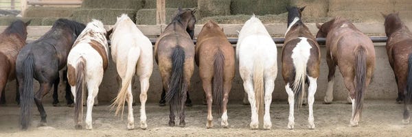Horses: Haystack Happy Hour by Danita Delimont