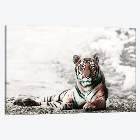 Jungle Bengal Canvas Print #DEL255} by Danita Delimont Canvas Print