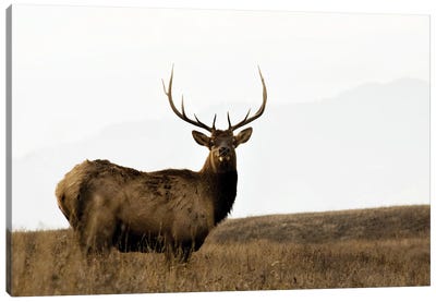 National Bison Range Canvas Art Print