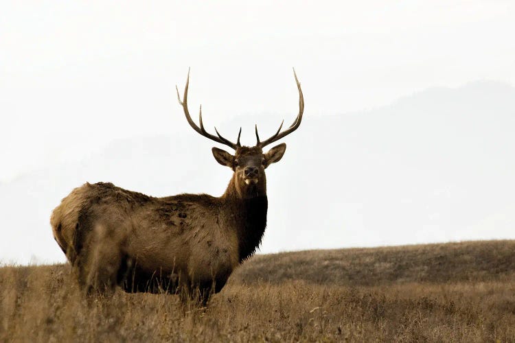 National Bison Range by Danita Delimont wall art