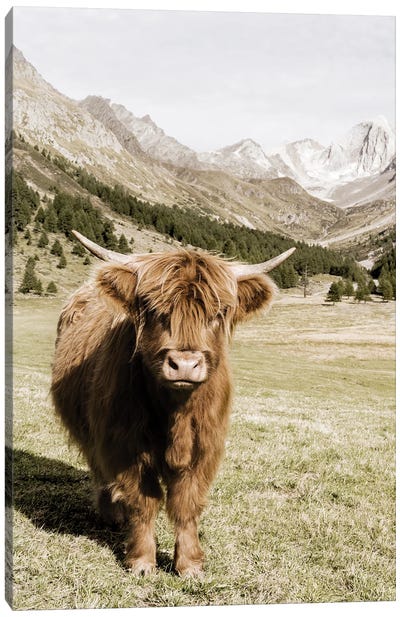 Oetztal Alps Canvas Art Print - Highland Cow Art