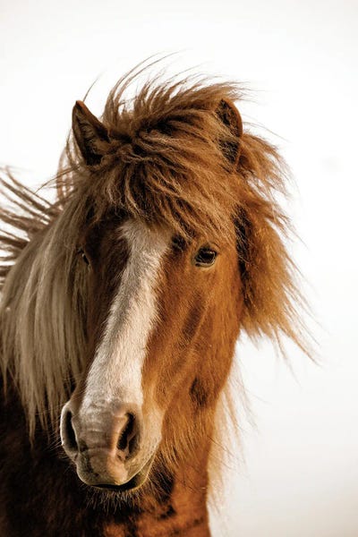 Sunset Light by Danita Delimont art print