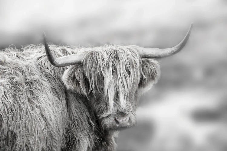 Roaming Isle of Skye by Danita Delimont wall art